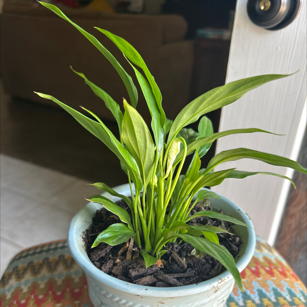 Photo of the plant species Parlor Palm by @anewplantmom named Plato on Greg, the plant care app