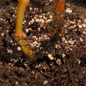 Photo of the plant species Begonia plantaginea by @ChicMango44 named Figyonce on Greg, the plant care app