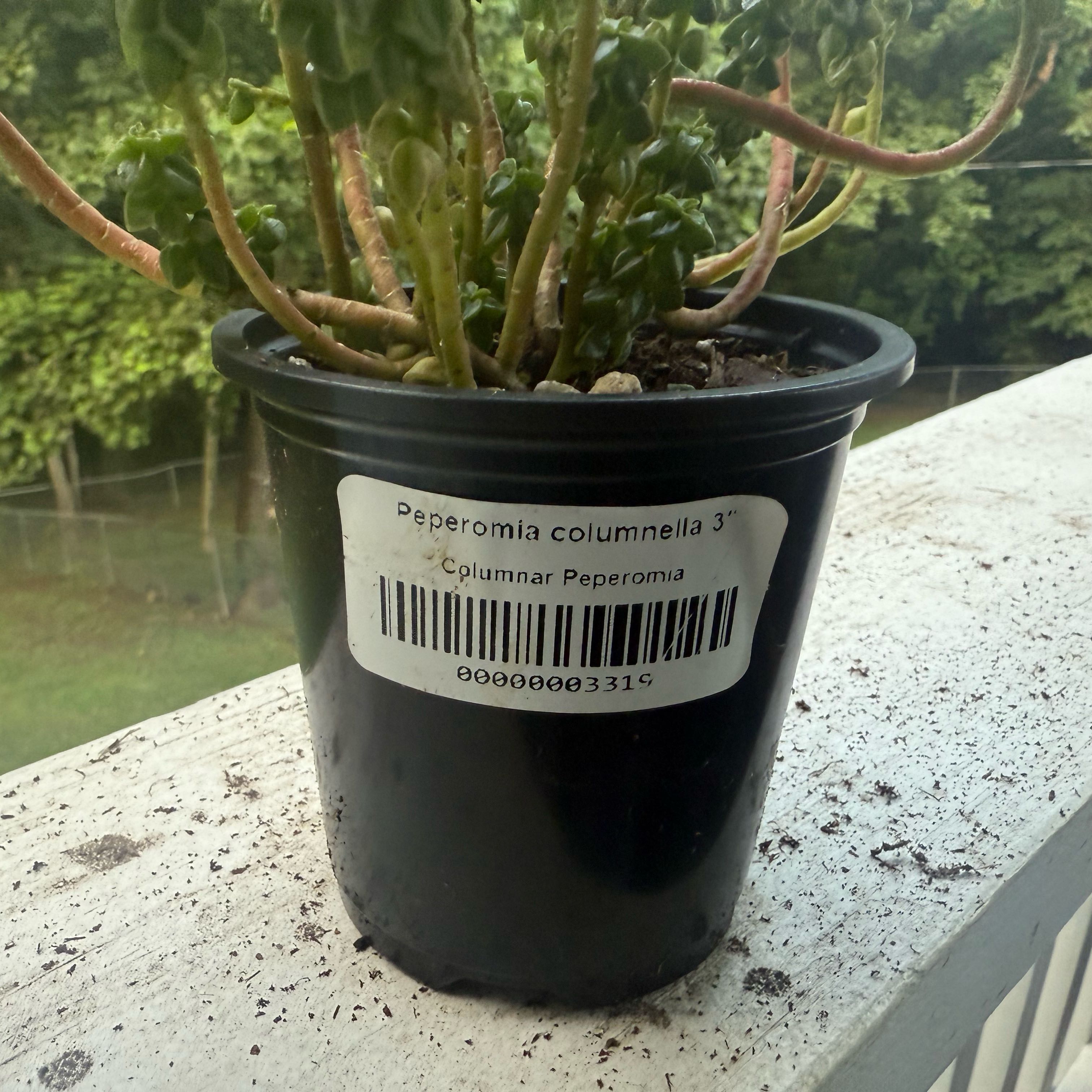 Photo of the plant species Columnar Peperomia by @OtisNoseBest named Navajo on Greg, the plant care app
