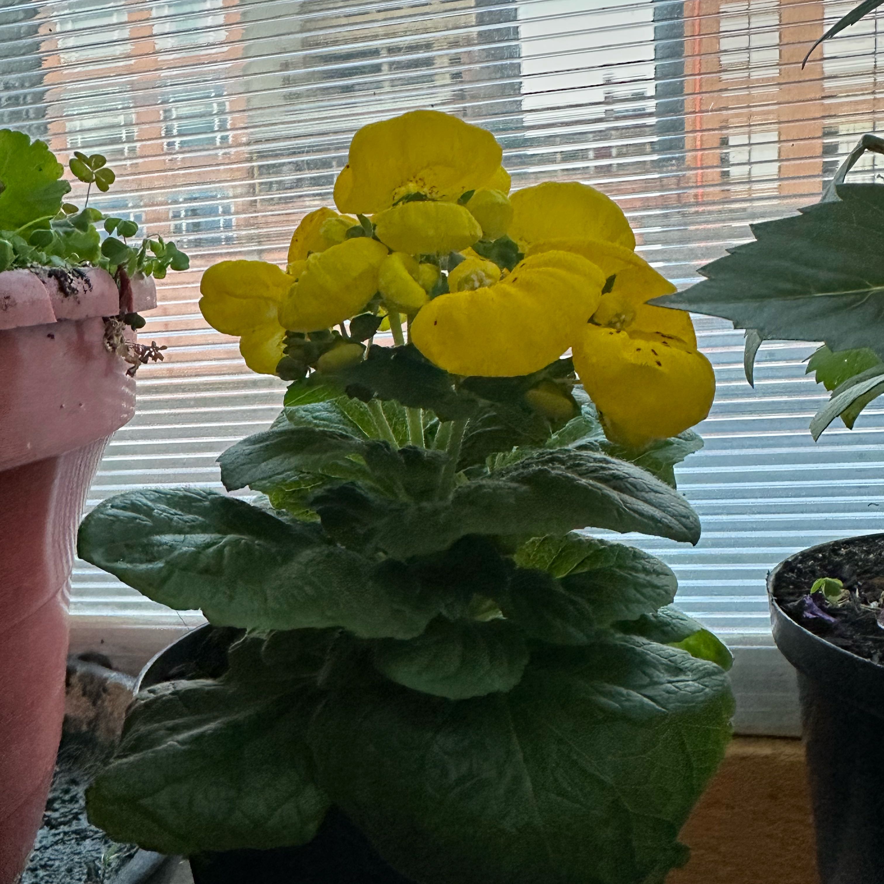Photo of the plant species Calceolaria alba by @ExecMyagrum21 named Carrie on Greg, the plant care app