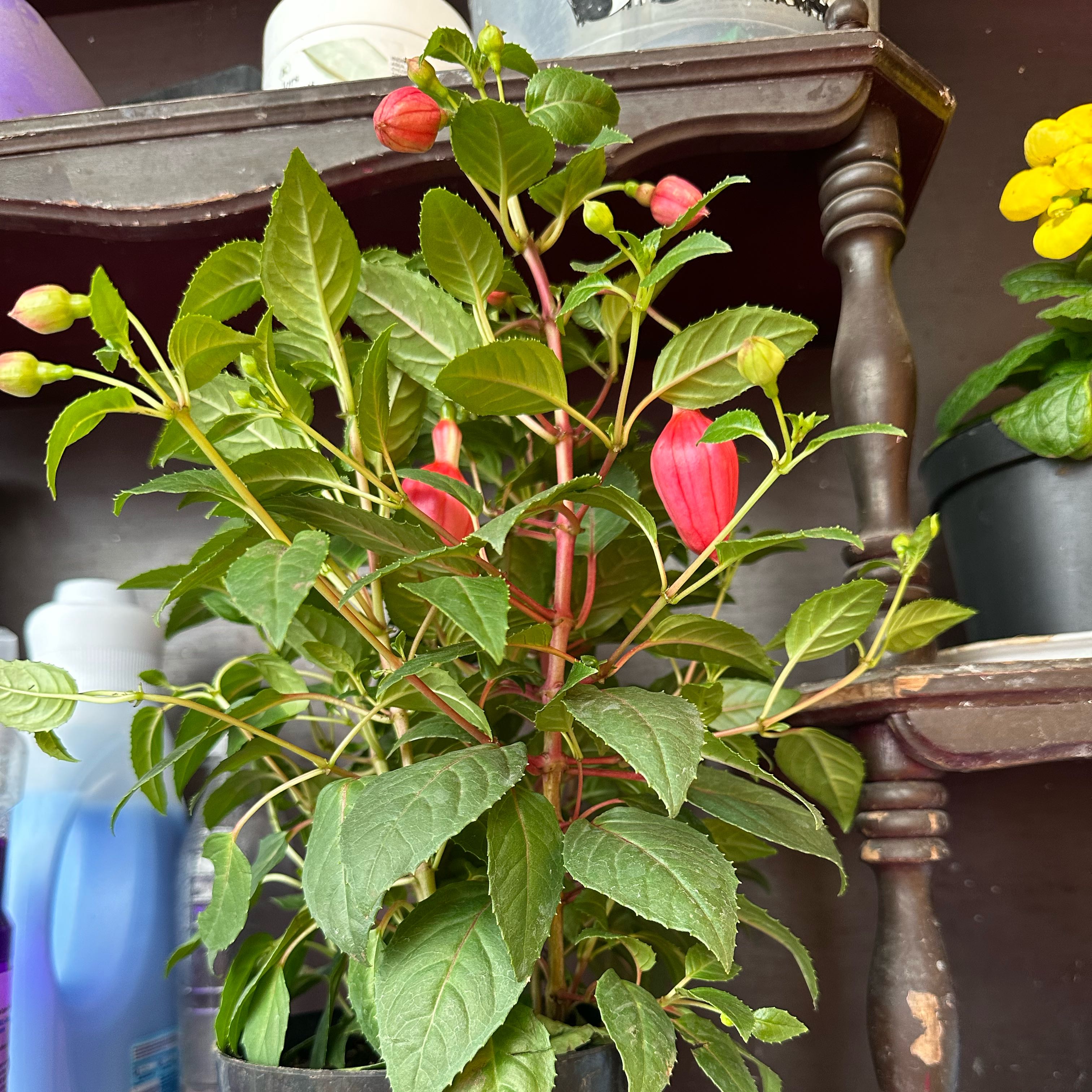 Photo of the plant species Brachyotum strigosum by @ExecMyagrum21 named Demi on Greg, the plant care app