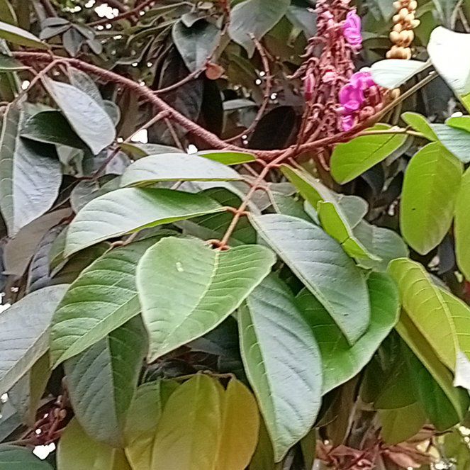 Photo of the plant species Giant Crepe Myrtle by @CourtlyKaraka named Rosa on Greg, the plant care app