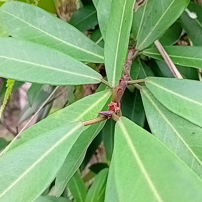 Photo of the plant species Island Marlberry by @CourtlyKaraka named Gregarious on Greg, the plant care app