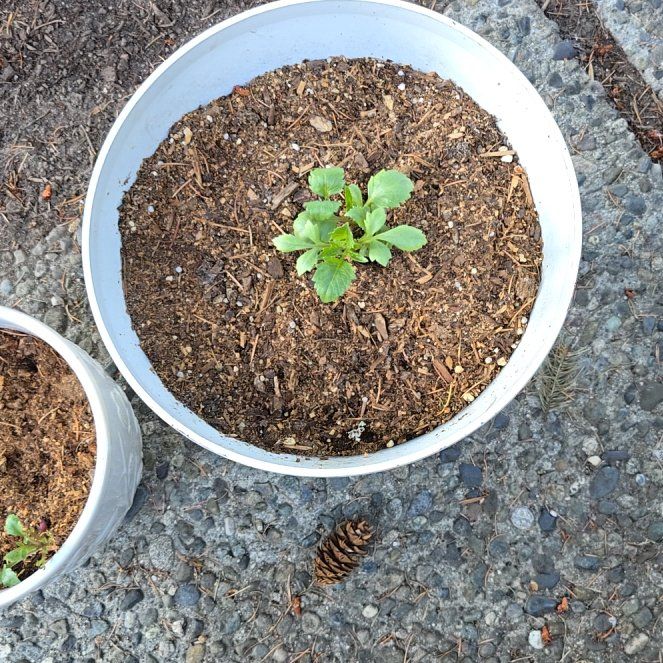 Photo of the plant species Dahlias by @TrustyBroccoli named Morgan Treeman on Greg, the plant care app