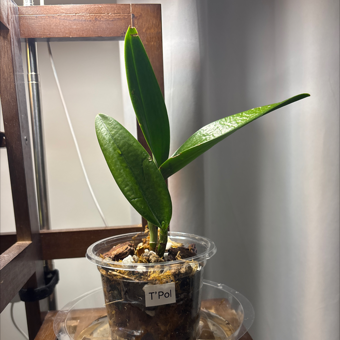 Photo of the plant species Dendrobium Orchid by @SecretGarden44 named T’Pol on Greg, the plant care app