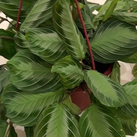 Photo of the plant species Maranta 'Silver Band' by @astronomia13 named Mercury on Greg, the plant care app