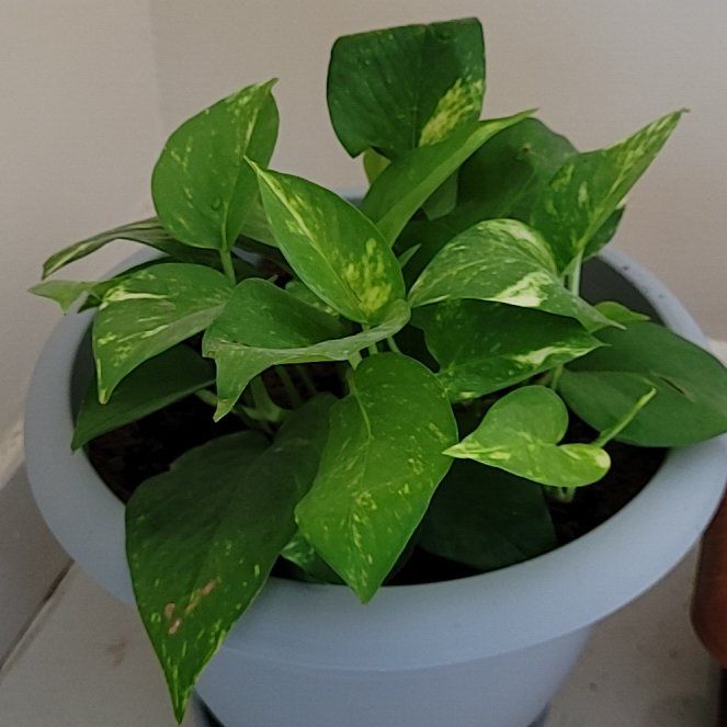 Photo of the plant species Money Plant by @CalmingBaybean named Mani on Greg, the plant care app