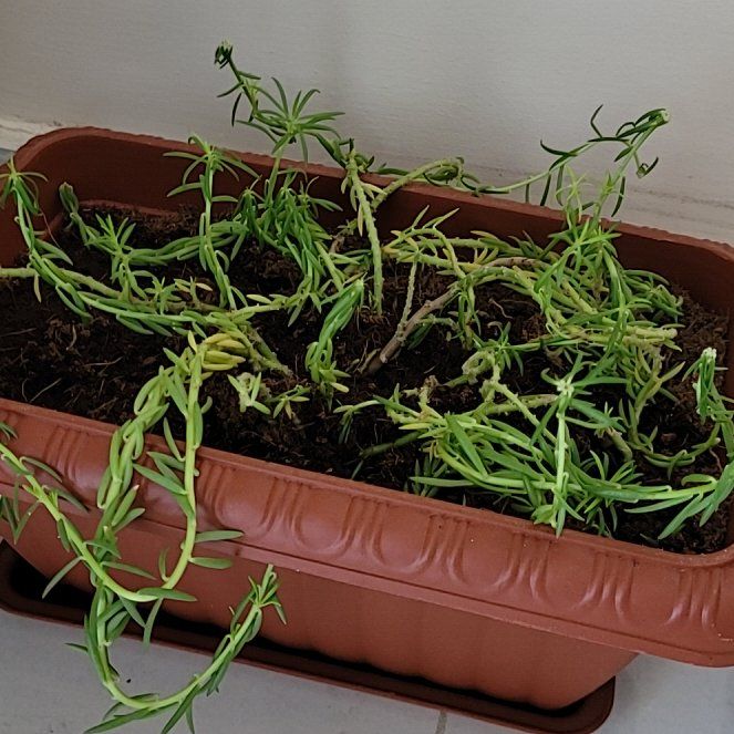 Photo of the plant species rosemary by @CalmingBaybean named Pax on Greg, the plant care app