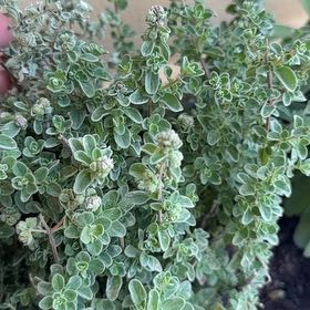 Photo of the plant species Marjoram by @YeahCobnut53 named Daphne on Greg, the plant care app