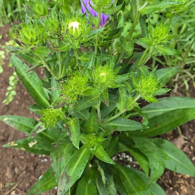 Photo of the plant species Stokes' Aster by @YummyHoya13 named Clooney on Greg, the plant care app
