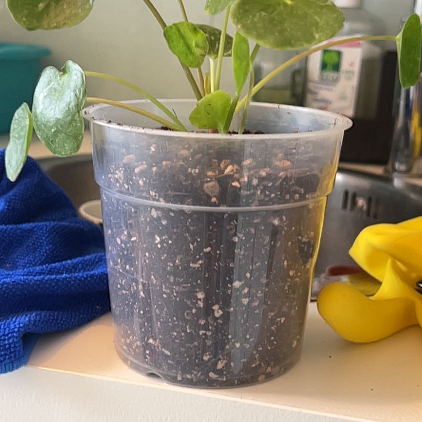 Photo of the plant species Pilea Sugar by @ChosenBlackhoya named Luna on Greg, the plant care app