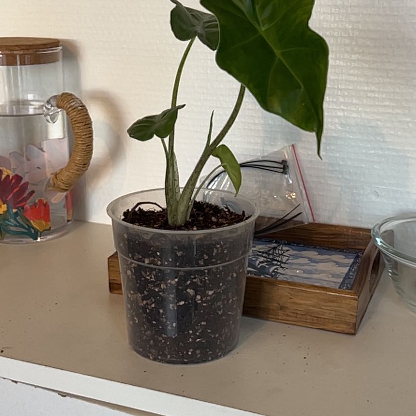 Photo of the plant species Bat Alocasia by @ChosenBlackhoya named Navajo on Greg, the plant care app