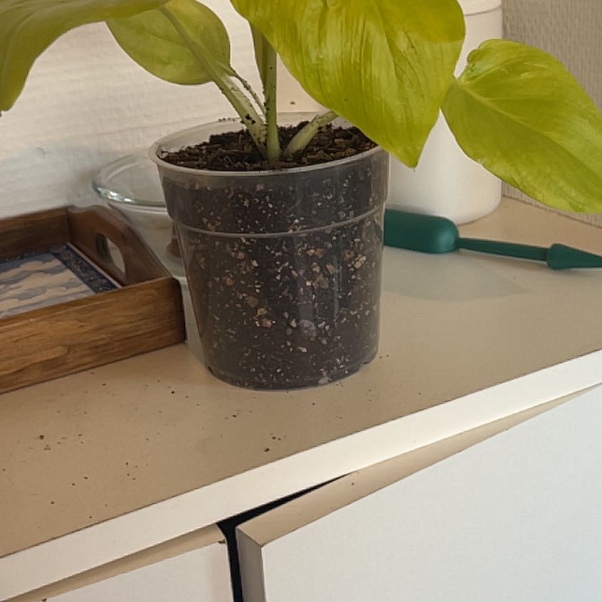 Photo of the plant species Philodendron 'Aurea Flavum' by @ChosenBlackhoya named Peter Parker on Greg, the plant care app