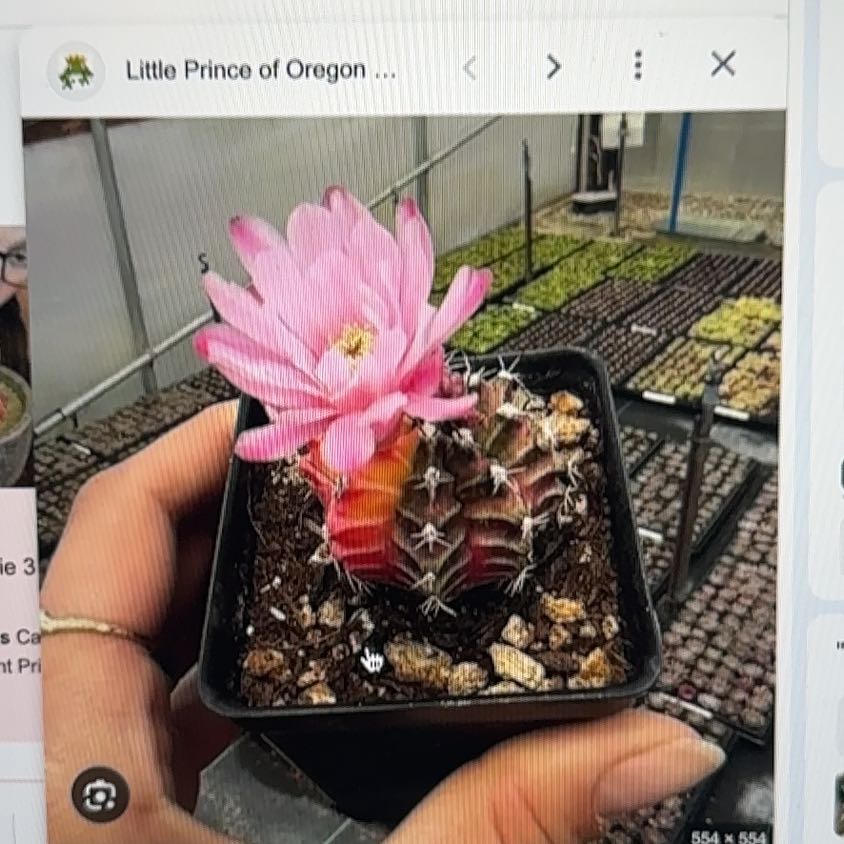 Photo of the plant species Cactus by @OpulentLippia54 named Gomez on Greg, the plant care app