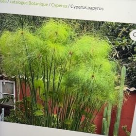 Photo of the plant species Papyrus by @OpulentLippia54 named Mollie on Greg, the plant care app