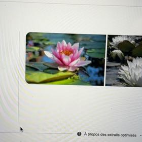 Photo of the plant species Star Lotus by @OpulentLippia54 named Marilyn on Greg, the plant care app