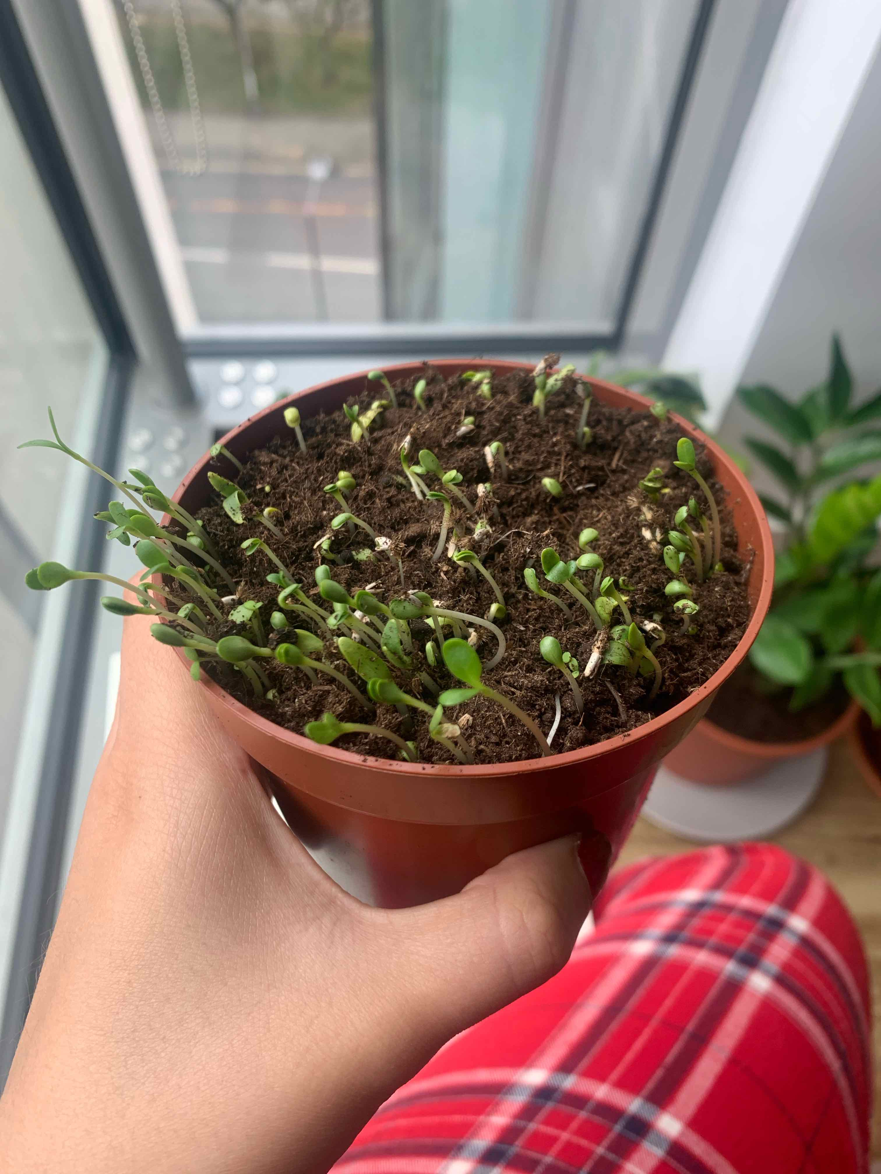 Potted Common Chickweed seedlings held by a hand, with visible soil.