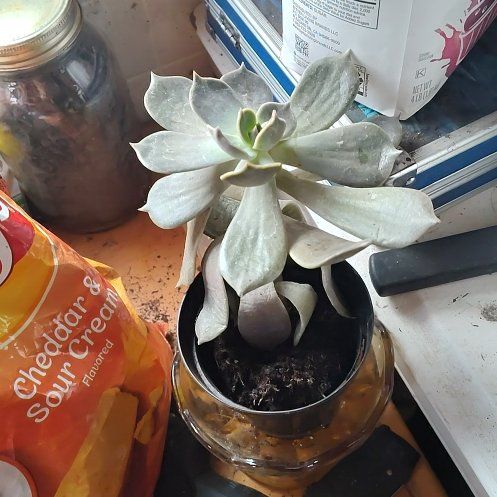 Photo of the plant species Echeveria 'Marrom' by @FunChia89 named da Vinci on Greg, the plant care app