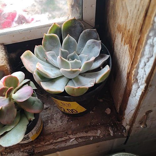 Photo of the plant species Echeveria 'summer' by @FunChia89 named Emerson on Greg, the plant care app