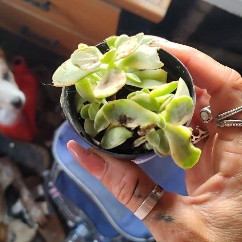 Photo of the plant species Crassula platyphylla 'Mini' by @FunChia89 named Elina on Greg, the plant care app