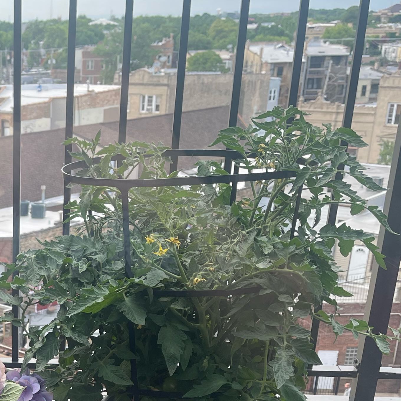 Photo of the plant species Celebrity Tomato by @KeyApiastrum74 named Tupot amaroot on Greg, the plant care app