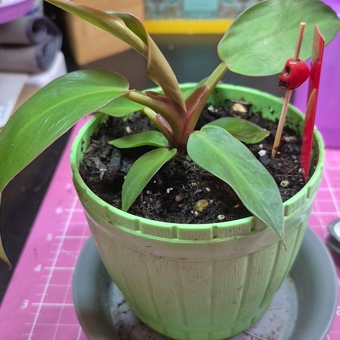 Photo of the plant species Philodendron 'New Red' by @AuntieOma named Ra on Greg, the plant care app
