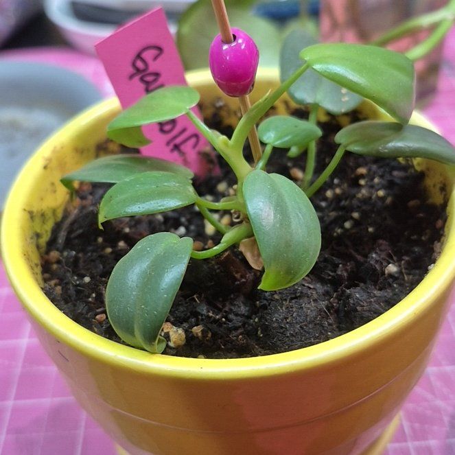 Photo of the plant species Silver Sword Philodendron by @AuntieOma named Gandolf on Greg, the plant care app