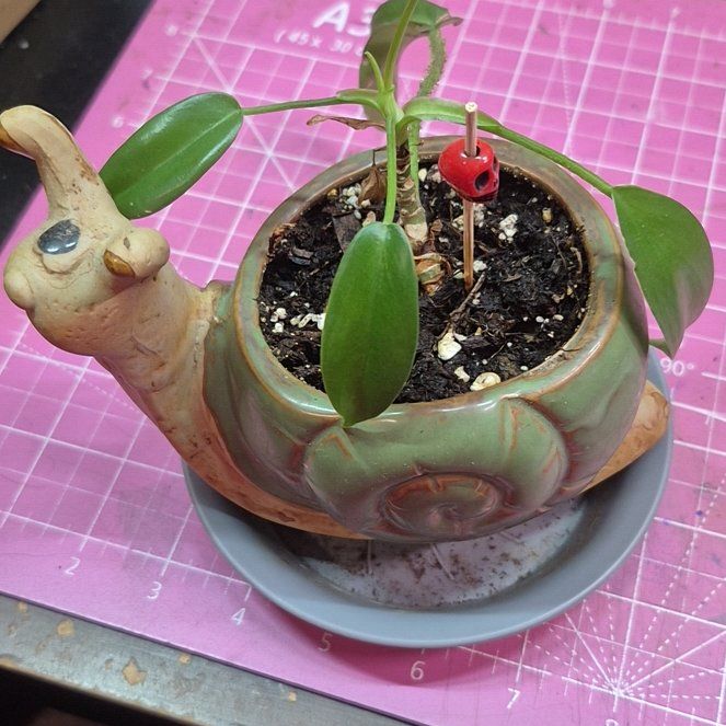 Photo of the plant species red bristle philodendendrum by @AuntieOma named Erik on Greg, the plant care app