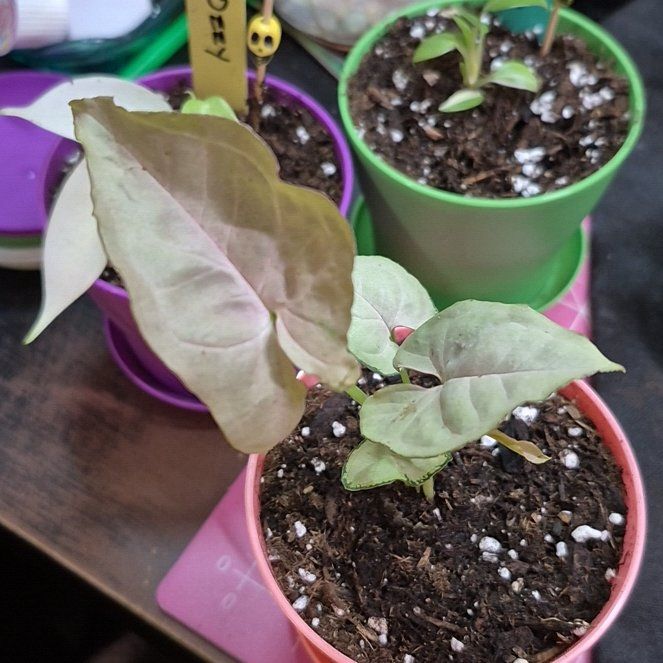 Photo of the plant species Pink Perfection Arrowhead Plant by @AuntieOma named Venus on Greg, the plant care app