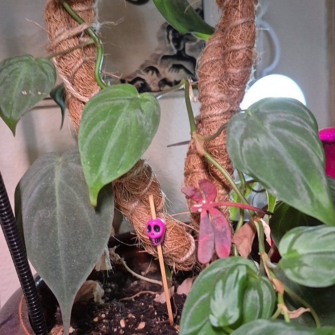 Photo of the plant species Velvet Leaf Philodendron by @AuntieOma named Georgio on Greg, the plant care app
