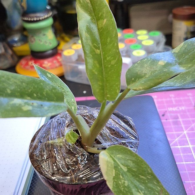 Photo of the plant species Philodrendron Ring Of Fire by @AuntieOma named Roseanne on Greg, the plant care app
