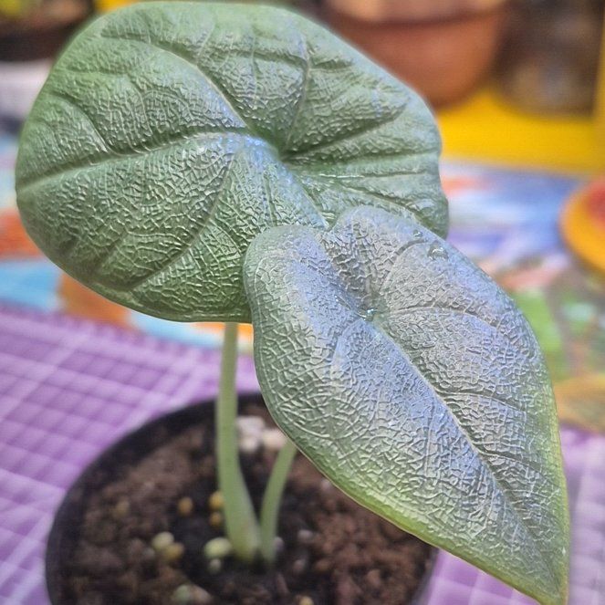 Photo of the plant species Alocasia 'Melo' by @AuntieOma named Melo on Greg, the plant care app