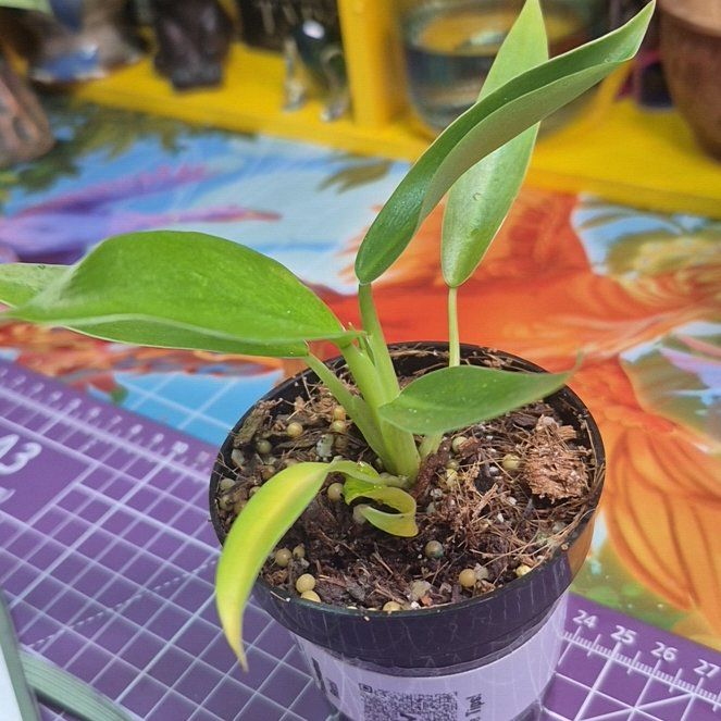 Photo of the plant species Philodendron Ruizii by @AuntieOma named Rizzo on Greg, the plant care app