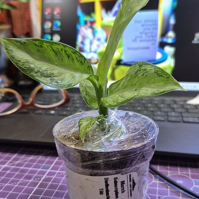 Photo of the plant species Dumb Cane 'Tiki' by @AuntieOma named Tiki on Greg, the plant care app