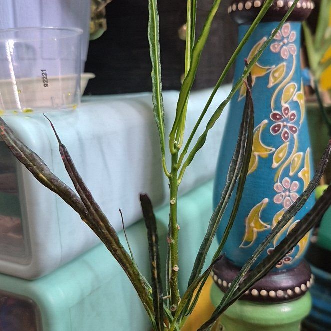 Photo of the plant species Picasso's Paintbrush by @AuntieOma named Picasso on Greg, the plant care app