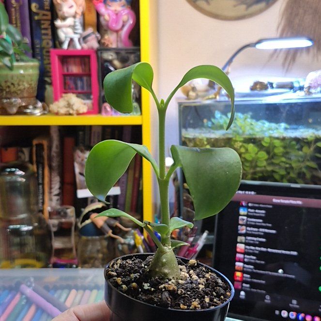 Photo of the plant species Ant plant by @AuntieOma named Pym on Greg, the plant care app