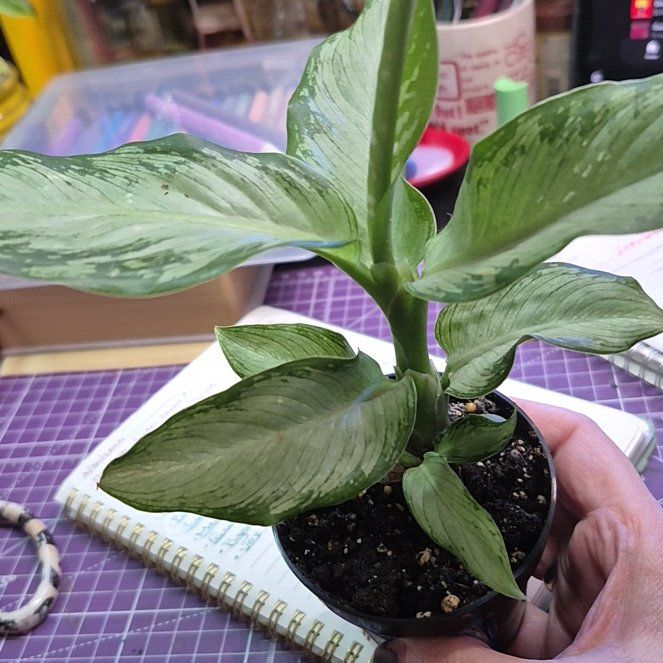 Photo of the plant species Dumb Cane 'Tiki' by @AuntieOma named Aloha (Tiki #2) on Greg, the plant care app