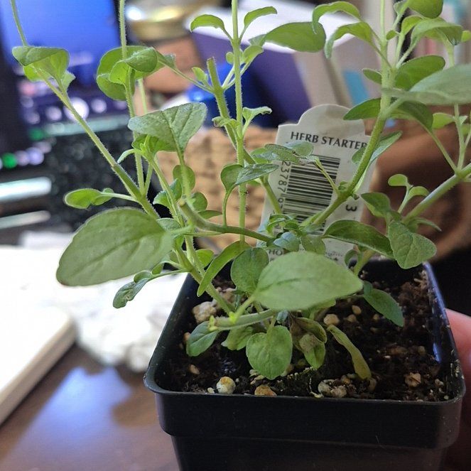 Photo of the plant species Italian oregano by @AuntieOma named Mario on Greg, the plant care app