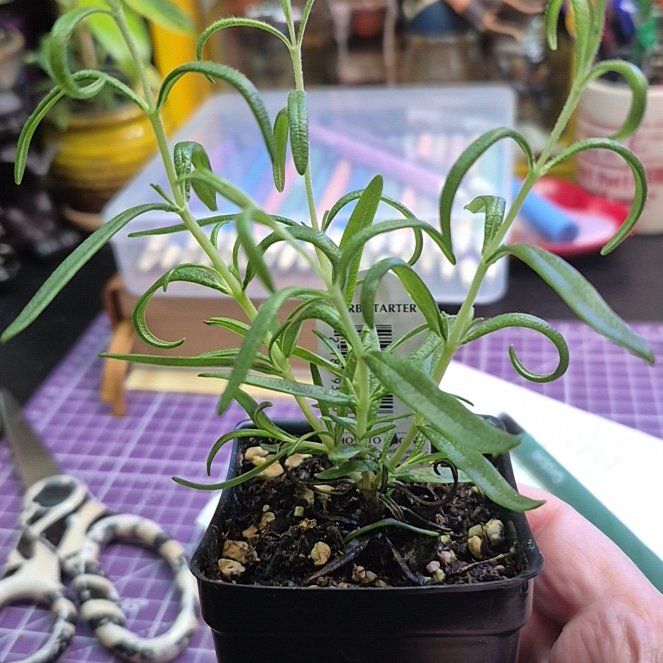 Photo of the plant species Rosemary 'Barbeque' by @AuntieOma named Picnic on Greg, the plant care app