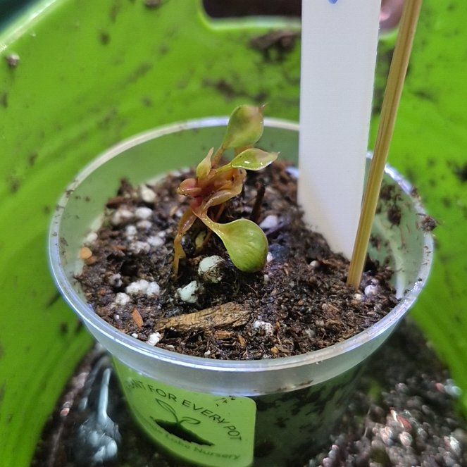 Photo of the plant species Philodendron Red Anderson by @AuntieOma named Rio (? -- Found in Rosso's rooting bottle) on Greg, the plant care app