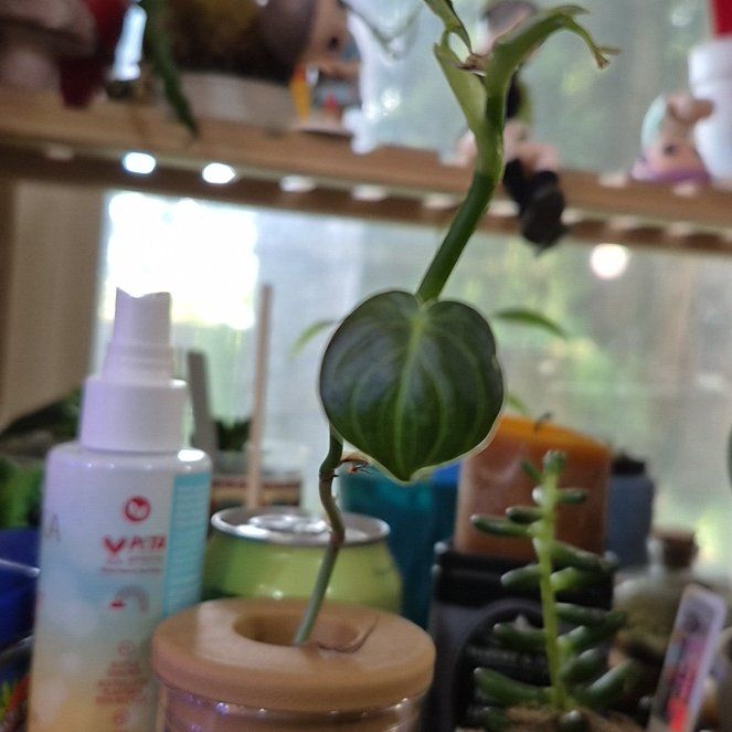 Photo of the plant species Philodendron Fuzzy Petiole by @AuntieOma named Scruffy (clipping from Fuzzy Lumpkin) on Greg, the plant care app