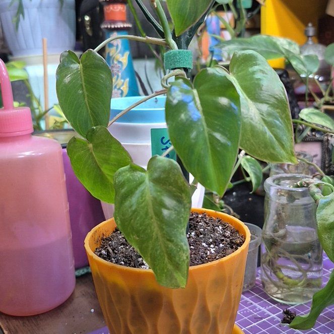 Photo of the plant species Emerald Philodendron by @AuntieOma named Steve on Greg, the plant care app