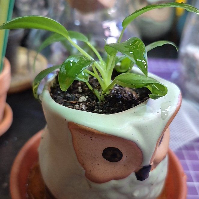 Photo of the plant species Philodendron mexicanum by @AuntieOma named Chalupa on Greg, the plant care app