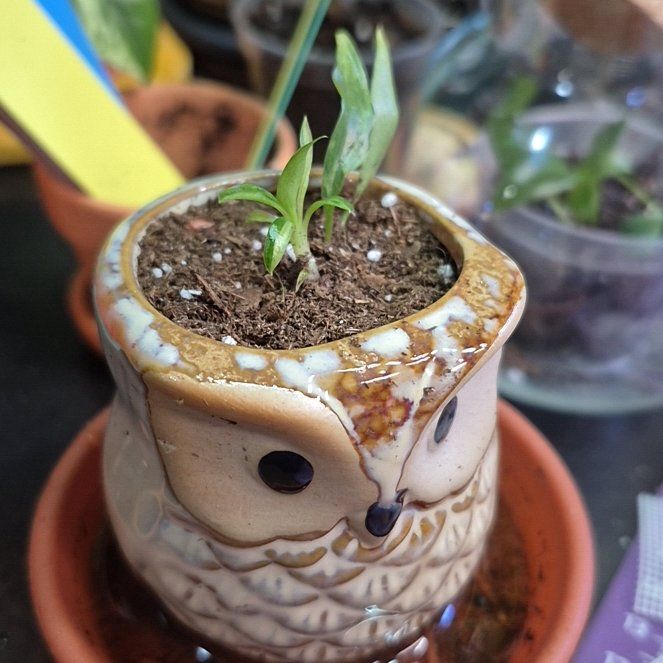Photo of the plant species Philodendron 'Lime Fiddle' by @AuntieOma named Mina (Philo Minariums #2) on Greg, the plant care app