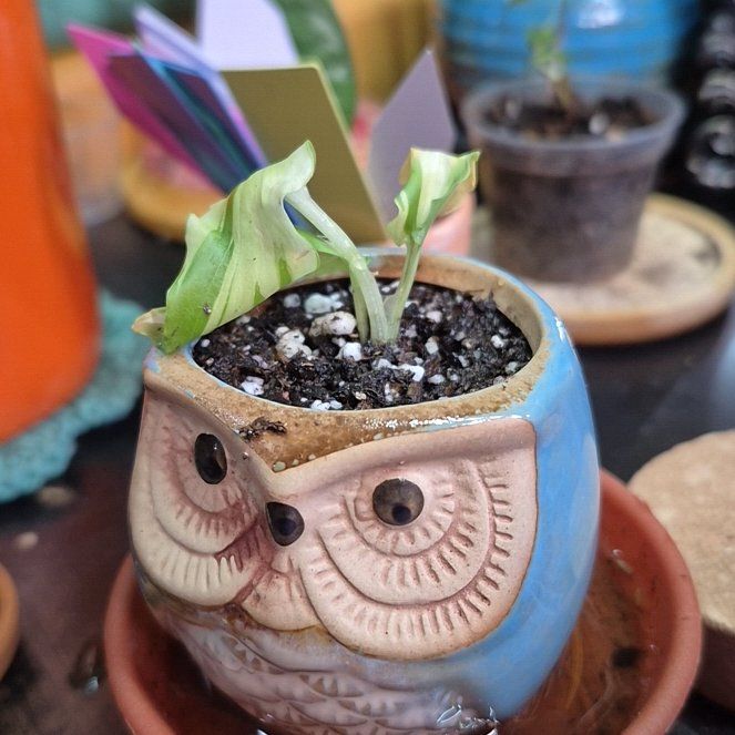 Photo of the plant species Peacock Ginger by @AuntieOma named Harry on Greg, the plant care app