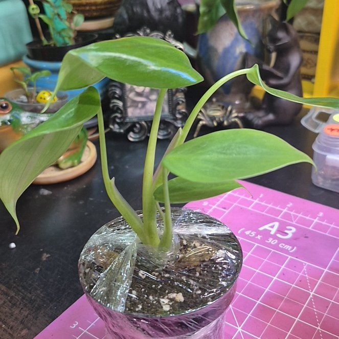 Photo of the plant species Philodendron grazielae by @AuntieOma named Surya on Greg, the plant care app