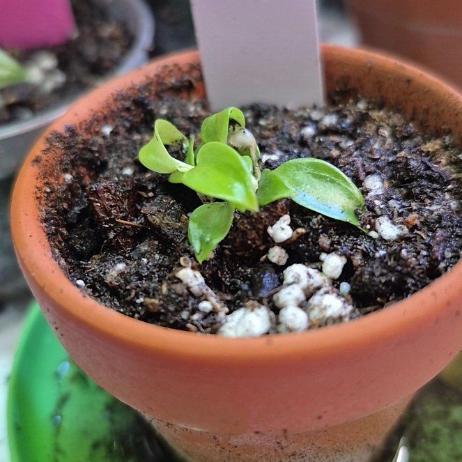 Photo of the plant species Philodendron 'Golden Xanadu' by @AuntieOma named Kira on Greg, the plant care app