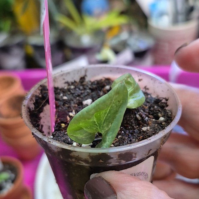 Photo of the plant species Amydrium medium by @AuntieOma named StellaLuna (Varig Med Silver) on Greg, the plant care app