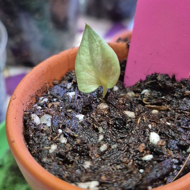Photo of the plant species Amydrium medium by @AuntieOma named Pearl (Varig Med Silver) on Greg, the plant care app