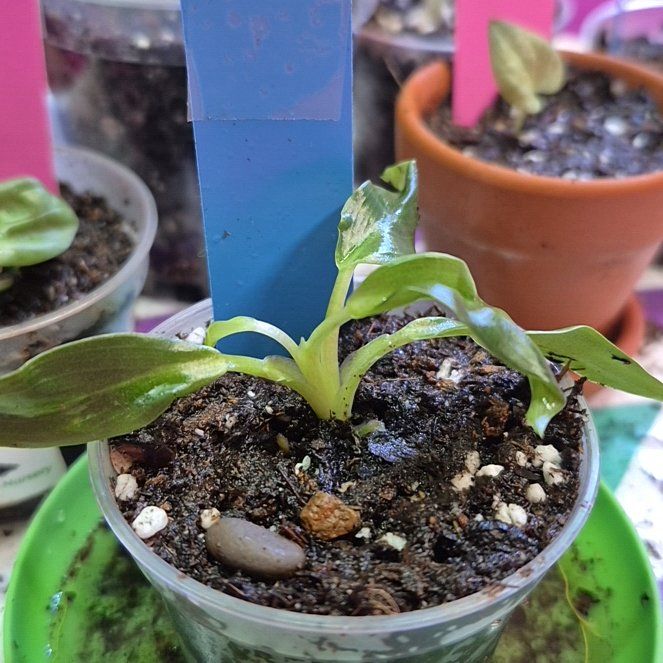 Photo of the plant species Philodendron 'Green Fat Boy' by @AuntieOma named Albert on Greg, the plant care app